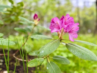 pink flowers in the garden