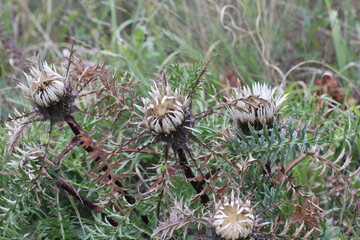 silberdistel