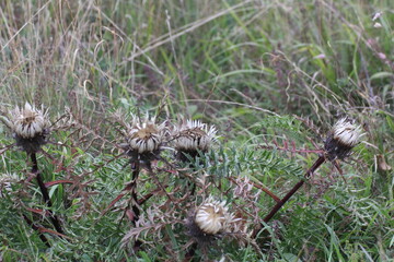 silberdistel