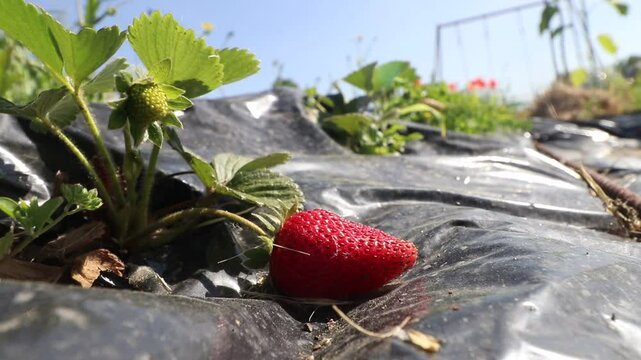 Mano de mujer cosechando fresas en el huerto