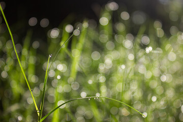 Close-up of vibrant green grass blades adorned with shimmering water droplets, against a soft,...