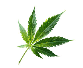 Green cannabis leaf for herbal remedies and natural wellness, cut out transparent