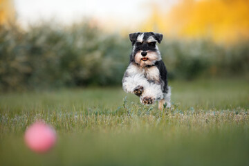 happy miniature schnauzer dog running after a toy ball outdoors