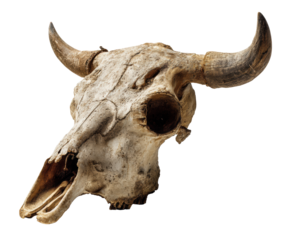 Bull skull decor for rustic home design and nature lovers, cut out transparent