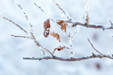 Northern Winter Frost Hanging On Bare Tree Branches In Cold Wonderland