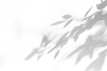 shadow overlay effects of realistic abstract natural tree leaves shadow on wall background,Summer sunlight and shadow overlay effect,shadow for photo interior backdrop studio mockup