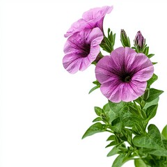 Vibrant Purple Petunias with Green Leaves Against White Background