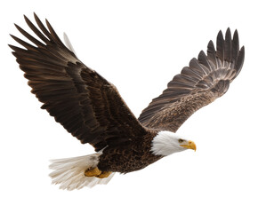 Obraz premium Majestic eagle soaring through the sky in search of prey, cut out transparent