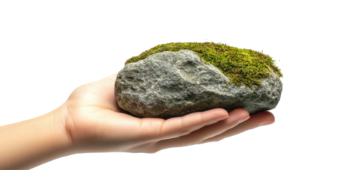A hand holds a gray rock with moss growing on top isolated on transparent background