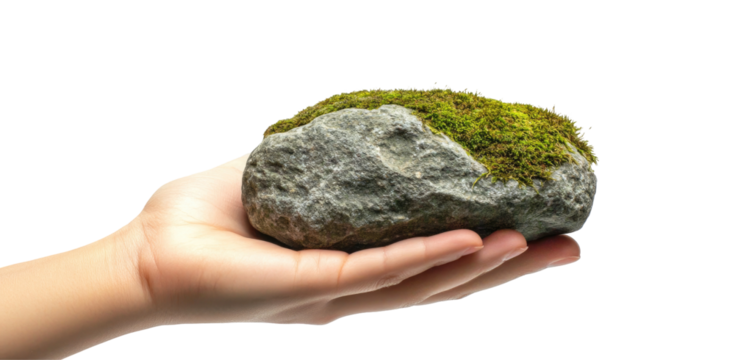 A hand holds a gray rock with moss growing on top isolated on transparent background