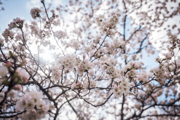 Sakura blossoms at Lake Kawaguchi, Japan 
