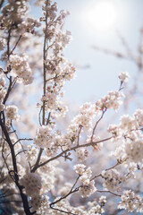 Sakura blossoms at Lake Kawaguchi, Japan 