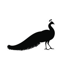 Elegant peacock silhouette bird wildlife nature