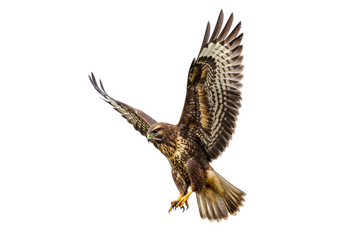 Common buzzard in flight with prey isolated on transparent background