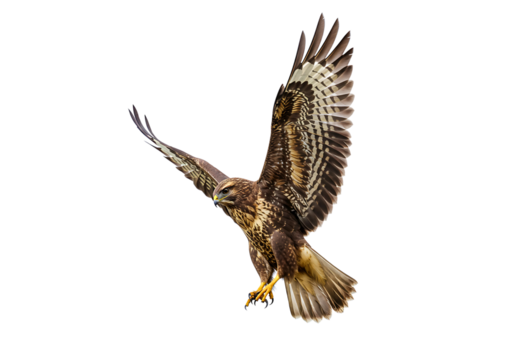 Common buzzard in flight with prey isolated on transparent background