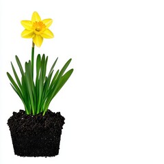 Yellow Daffodil in Black Pot on White Background
