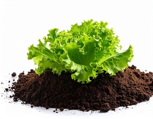 green lettuce isolated on white
