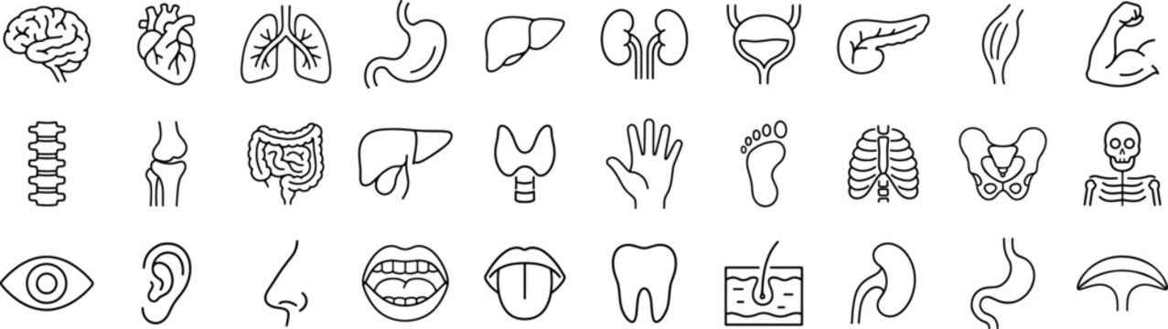 Medical organs line icon set. Vector pictograms of anatomy, body parts, kidney, bladder, pancreas, intestine, thyroid, pelvis, skeleton, joint, hand, nose, mouth, tongue, thin linear illustration.