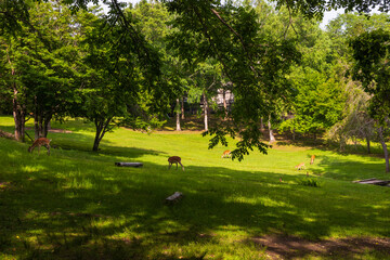 日本の風景・夏　北海道阿寒町　阿寒湖畔の森