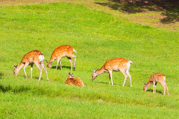 日本の野生動物　北海道阿寒湖　エゾシカ