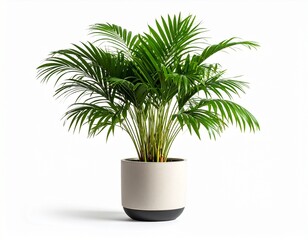 palm tree in a pot