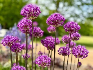 Field of blooming purple allium flowers standing tall in a sunlit garden. Bright ornamental plants create a striking and colorful floral scene with a soft-focus green background