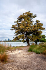 Serene Lakeside Scene with Tall Yellow Leafy Tree, Pathway, and Water Birds at Lake Monger, Perth, Australia, 24 April 2020
