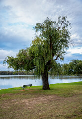 Peaceful Lakeside Scent with a Willow Tree and an Empty Bench at Lake Monger Park, Perth, Australia, 24 April 2020
