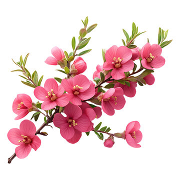Pink boronia flower branch isolated on transparent background