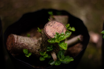 A close-up of a cut tree stump with vibrant green new shoots sprouting, set in a dark pot, symbolizing resilience, new beginnings, and natural regrowth.

