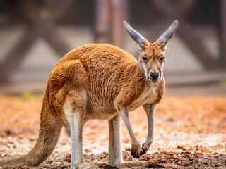 Australian Kangaroo Standing Outdoors in Natural Habitat on Sunny Day