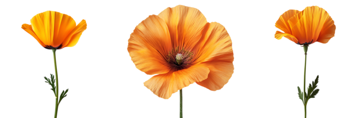 Set of california poppy flowers bloom isolated on transparent background