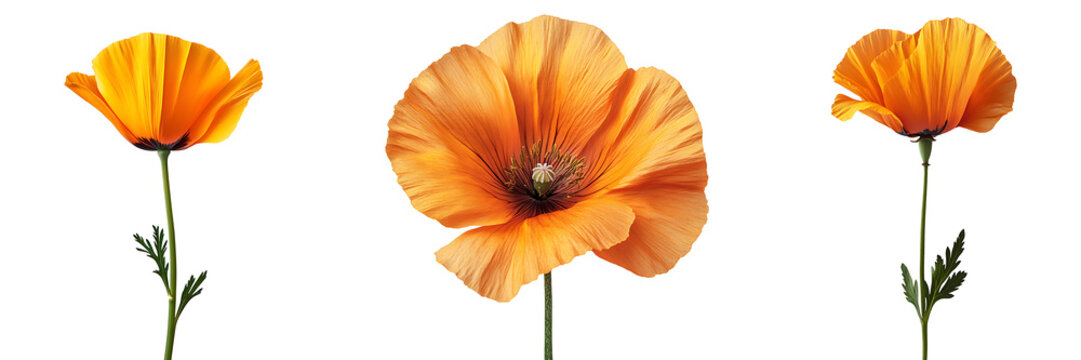 Fototapeta Set of california poppy flowers bloom isolated on transparent background