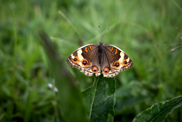 A small beautiful brown butterfly, Blue Pansy, Nymphalidae, Junonia Orithya, on green leaves