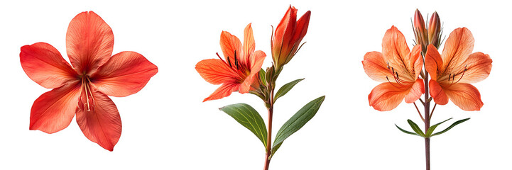 Obraz premium Set of zauschneria flowers stem with blooms isolated on transparent background