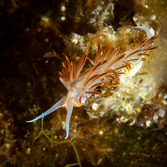 Bunte Nacktschnecke auf Algen. Orangene Godiva. Unterwasserfoto Costa Brava, Spanien, Mittelmeer,...