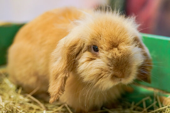 A fluffy, orange-brown American Fuzzy Lop rabbit, ( Oryctolagas Cuniculus)  a domestic breed known for its distinctive floppy ears, rests comfortably on a bed of hay