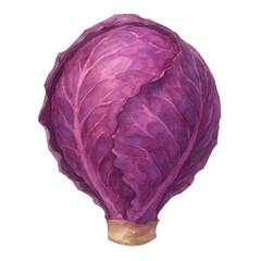Watercolor illustration of a fresh purple cabbage isolated on a white background for healthy eating