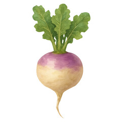 Watercolor illustration of a freshly harvested turnip with green leaves and detailed texture