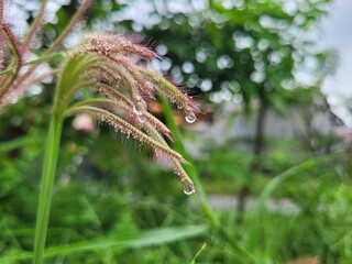 fresh morning dew seen on wet chloris gayana