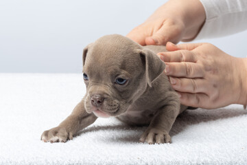veterinarian's Hands gently petting a small tan puppy lying on a white towel indoors. Small tan puppy with blue eyes being gently petted by hands, concept of care.