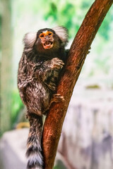 An adorable common marmoset gazes directly at the camera from its tree perch, its fluffy white ear tufts and curious expression clearly visible.