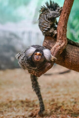 An adorable common marmoset gazes directly at the camera from its tree perch, its fluffy white ear...