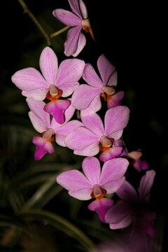 Pink orchid in the dark