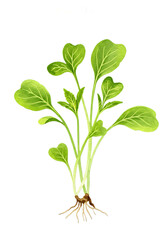 Illustration shows mustard sprouts plant with green leaves roots and stems on green background