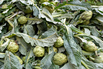 Artichokes in a market