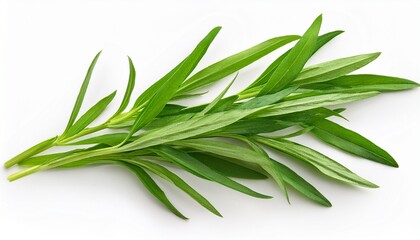 Fototapeta premium tarragon leaves isolated on white background