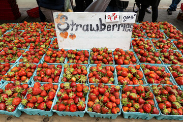 New York, New York, USA Fresh strawberries for sale at a farmer's market and USD 9 price.
