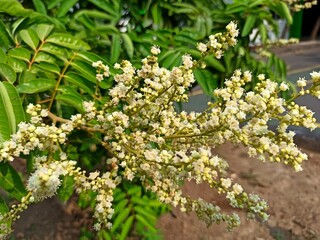 Branches of the Longan tree or Dimocarpus longan are blooming profusely.