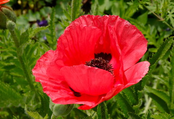 Poppies Closeup